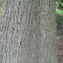 Acer platanoides ecorce